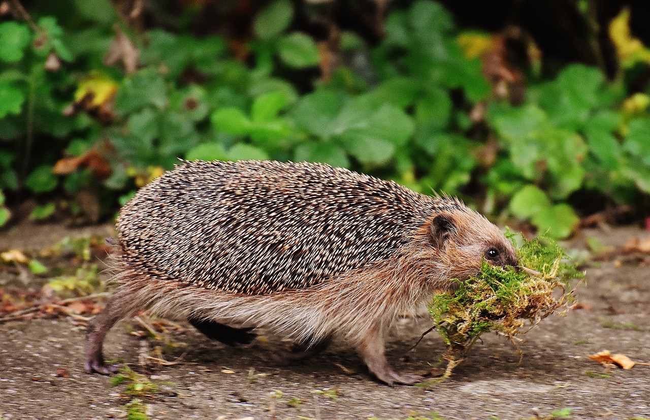 Igel, Bild: Alexa, Quelle: pixabay.com